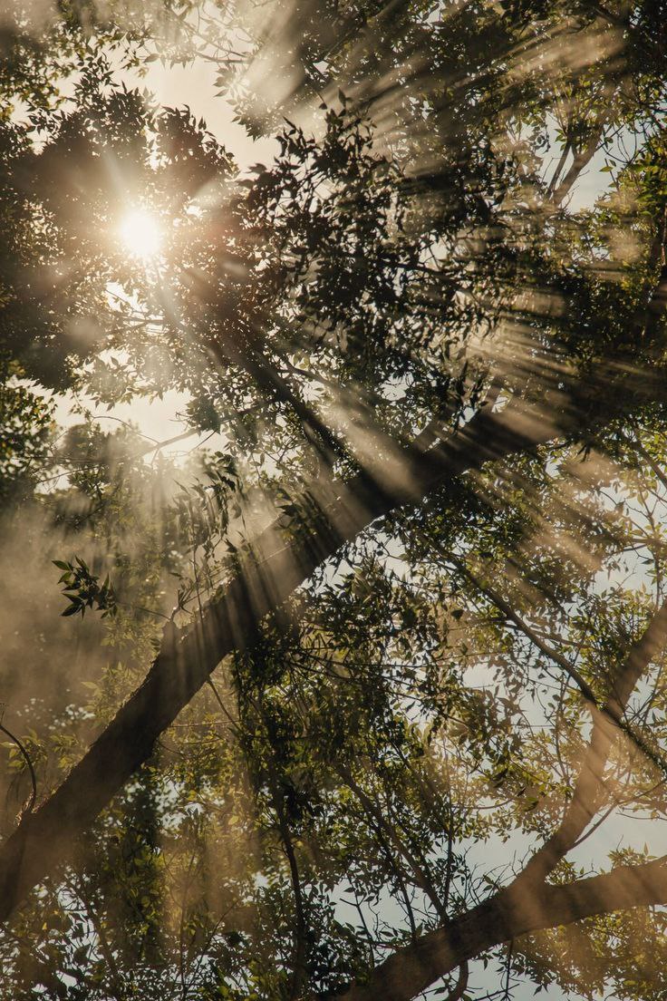 Trees with sunlight